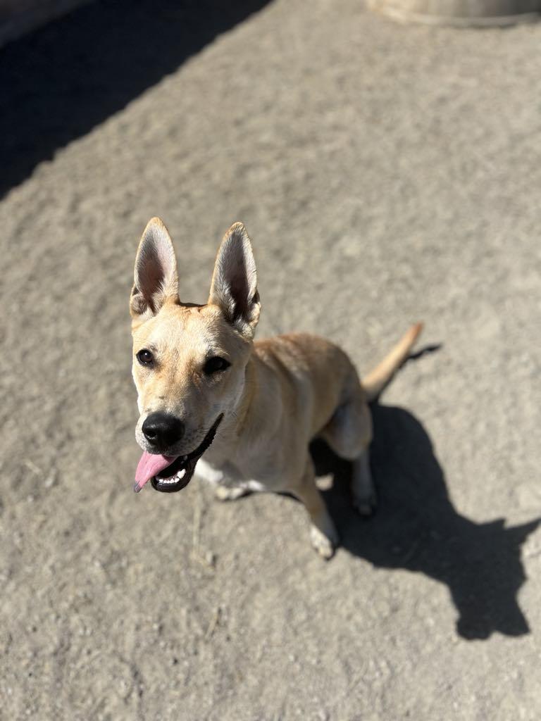 Enlarge Bloom, a Adoptable mixed breed in Visalia, CA image 6/6