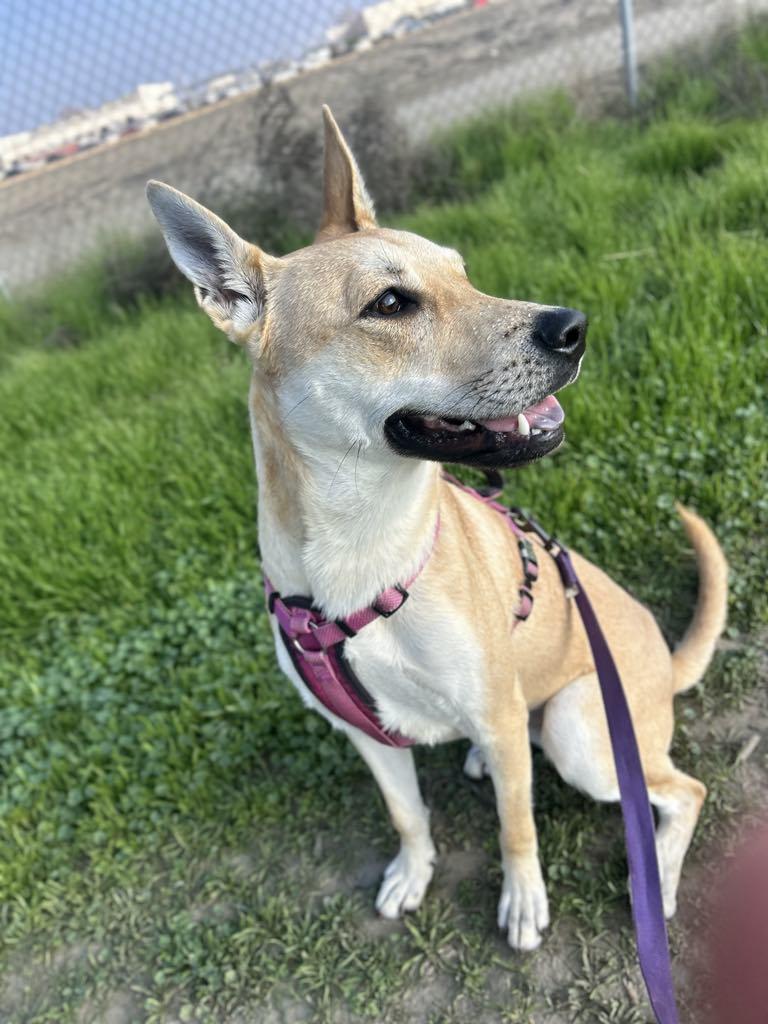 Enlarge Bloom, a Adoptable mixed breed in Visalia, CA image 3/6