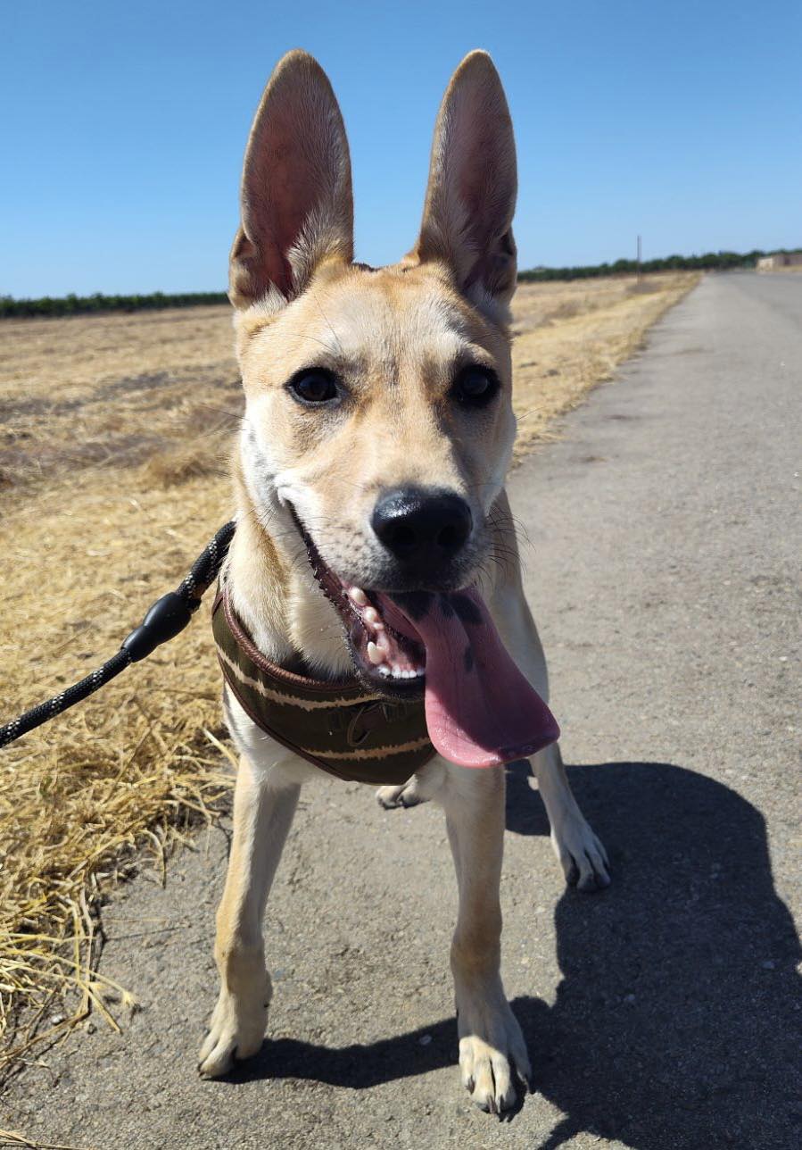 Enlarge Bloom, a Adoptable mixed breed in Visalia, CA image 4/6