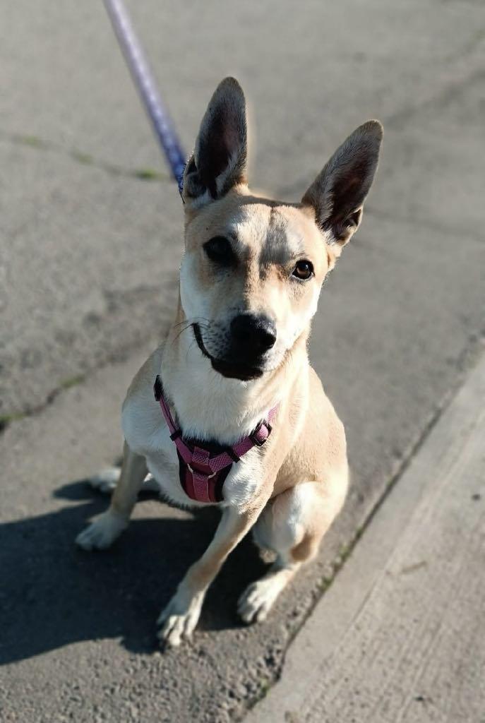 Enlarge Bloom, a Adoptable mixed breed in Visalia, CA image 5/6