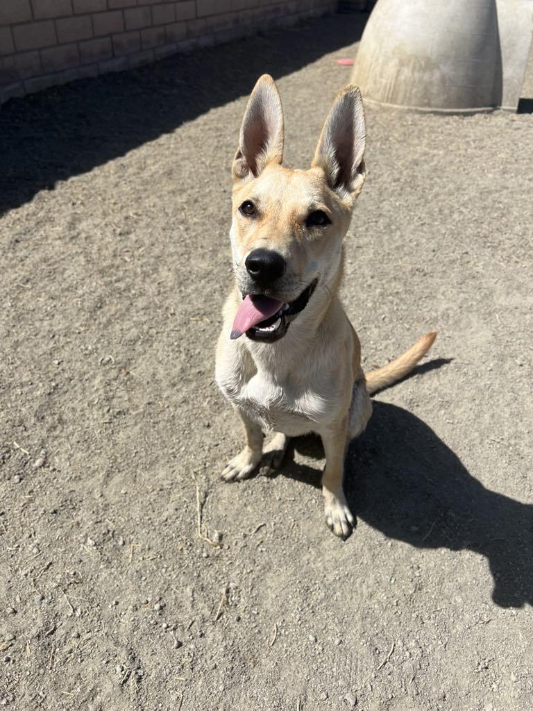 Enlarge Bloom, a Adoptable mixed breed in Visalia, CA image 2/6