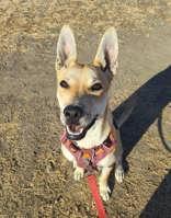 Bloom, Young Female Shepherd