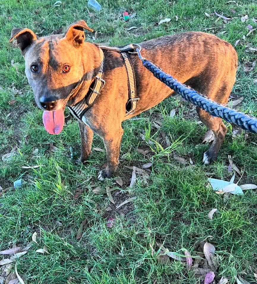 Machaca, a Adoptable mixed breed in Mexicali, BCN image 4/5