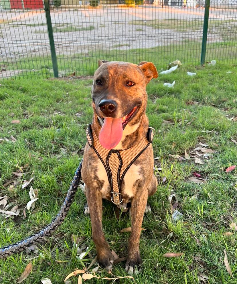 Machaca, Adoptable, Adult Male Pit Bull Terrier.