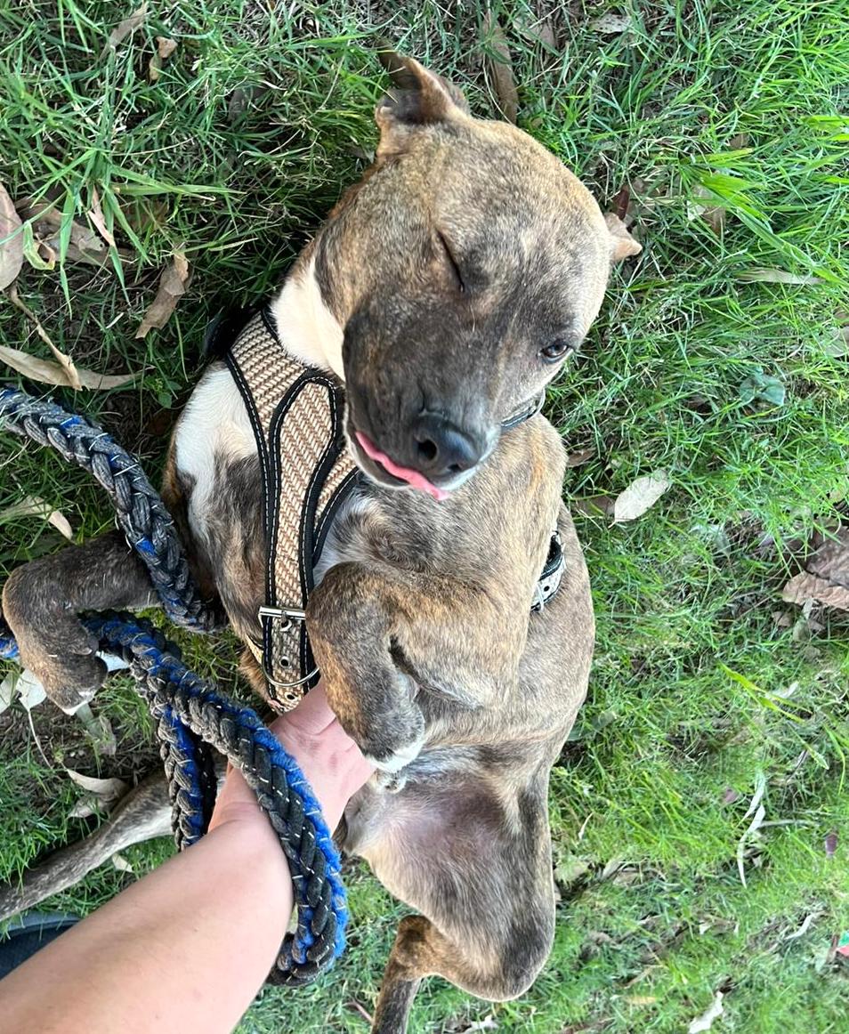 Machaca, a Adoptable mixed breed in Mexicali, BCN image 2/5