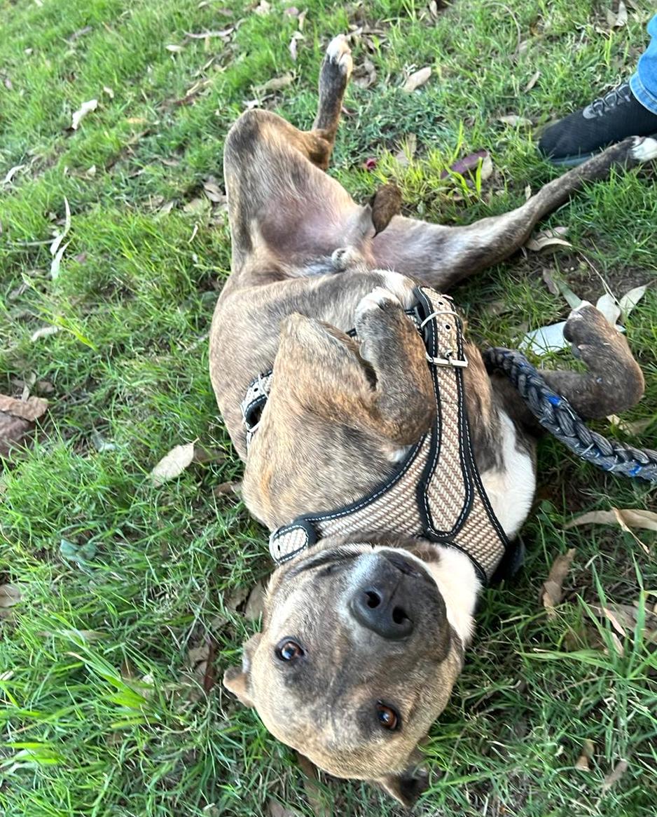 Machaca, a Adoptable mixed breed in Mexicali, BCN image 3/5