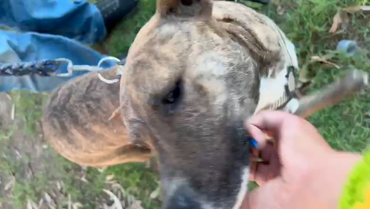 Enlarge Machaca, a Adoptable mixed breed in Mexicali, BCN video 5/5