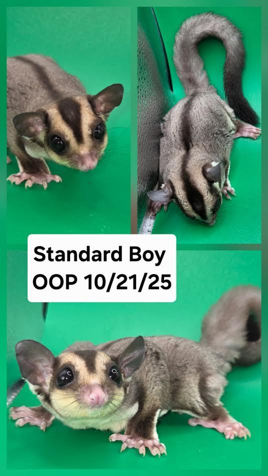 Truffles, Adoptable, Baby Male Sugar Glider.