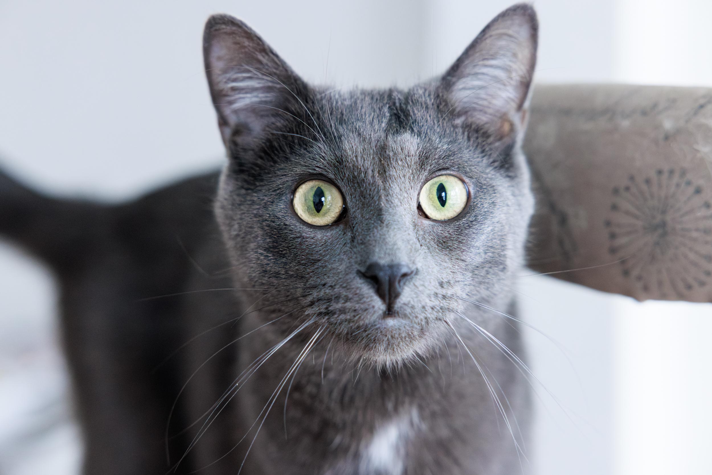 Enlarge George and Ginger , a ADOPTABLE Domestic Long Hair in Montreal, QC image 3/5