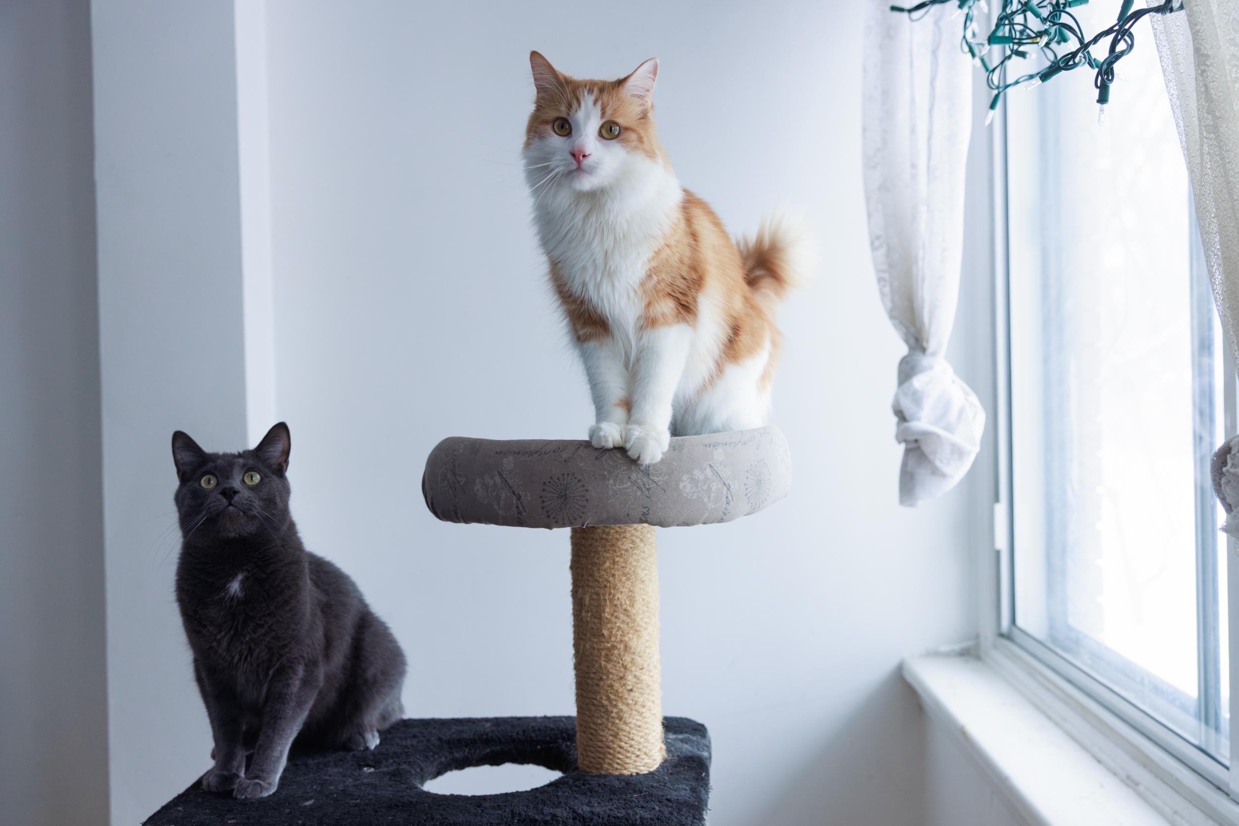 Enlarge George and Ginger , a ADOPTABLE Domestic Long Hair in Montreal, QC image 2/5