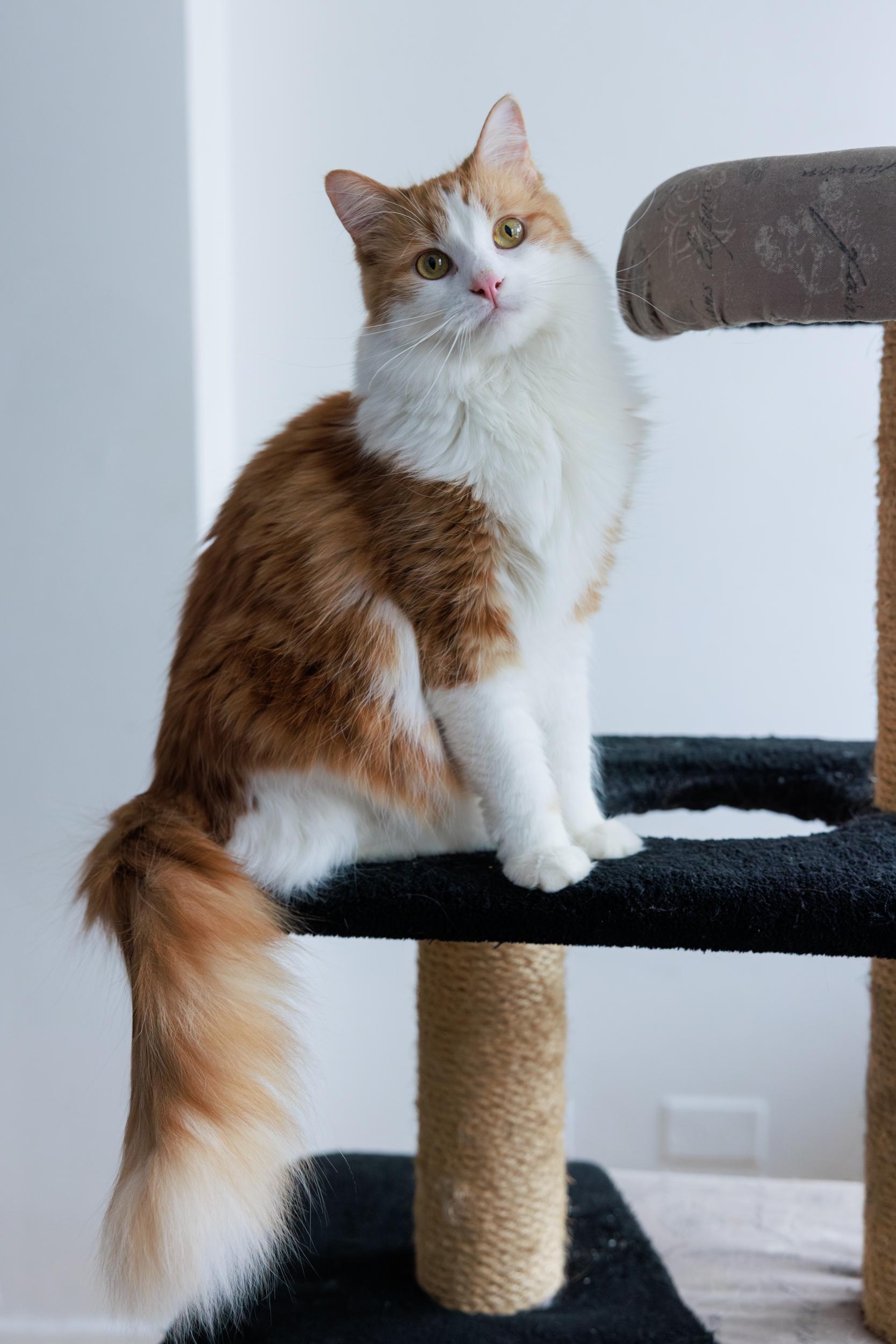 Enlarge George and Ginger , a ADOPTABLE Domestic Long Hair in Montreal, QC image 1/5