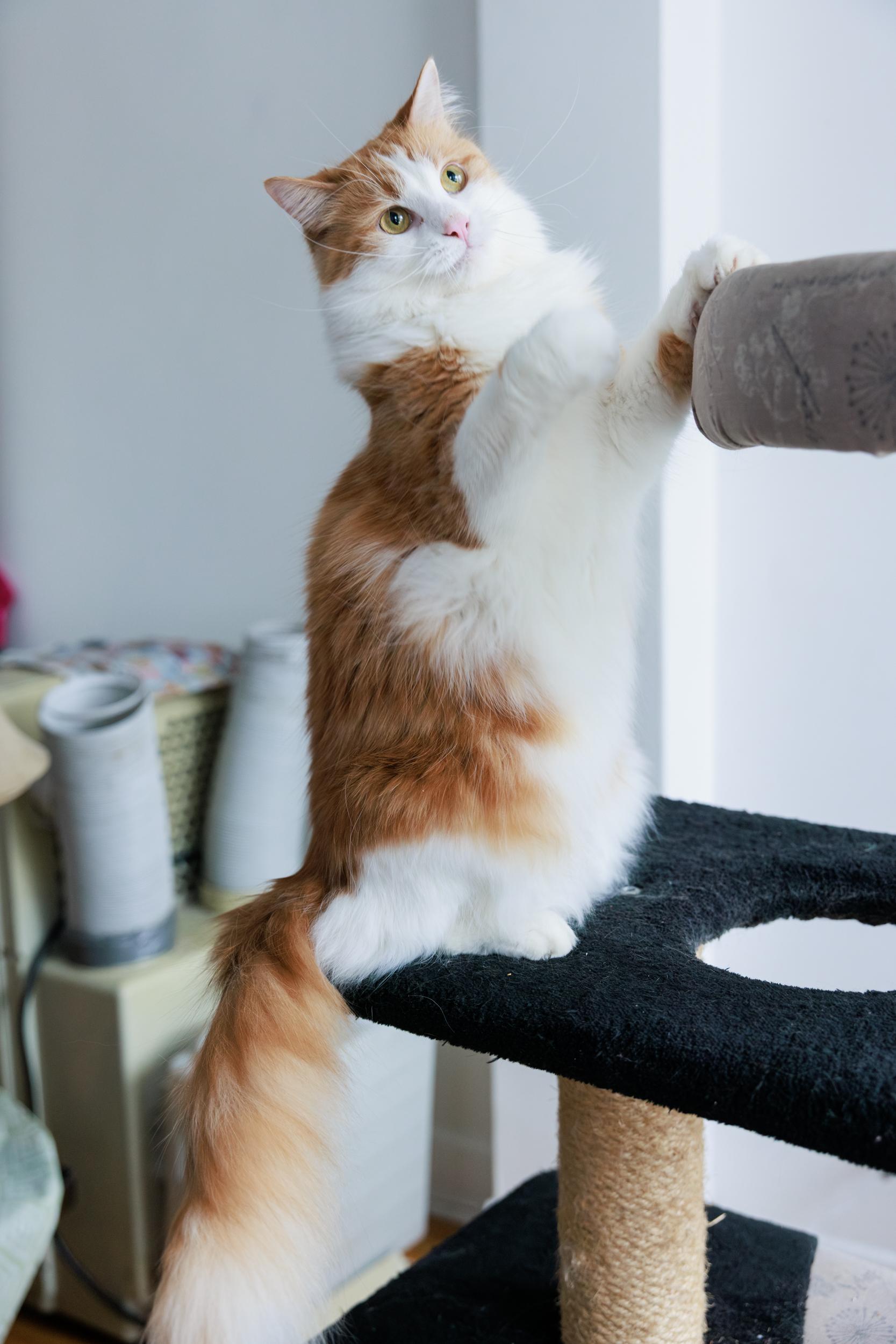 Enlarge George and Ginger , a ADOPTABLE Domestic Long Hair in Montreal, QC image 5/5