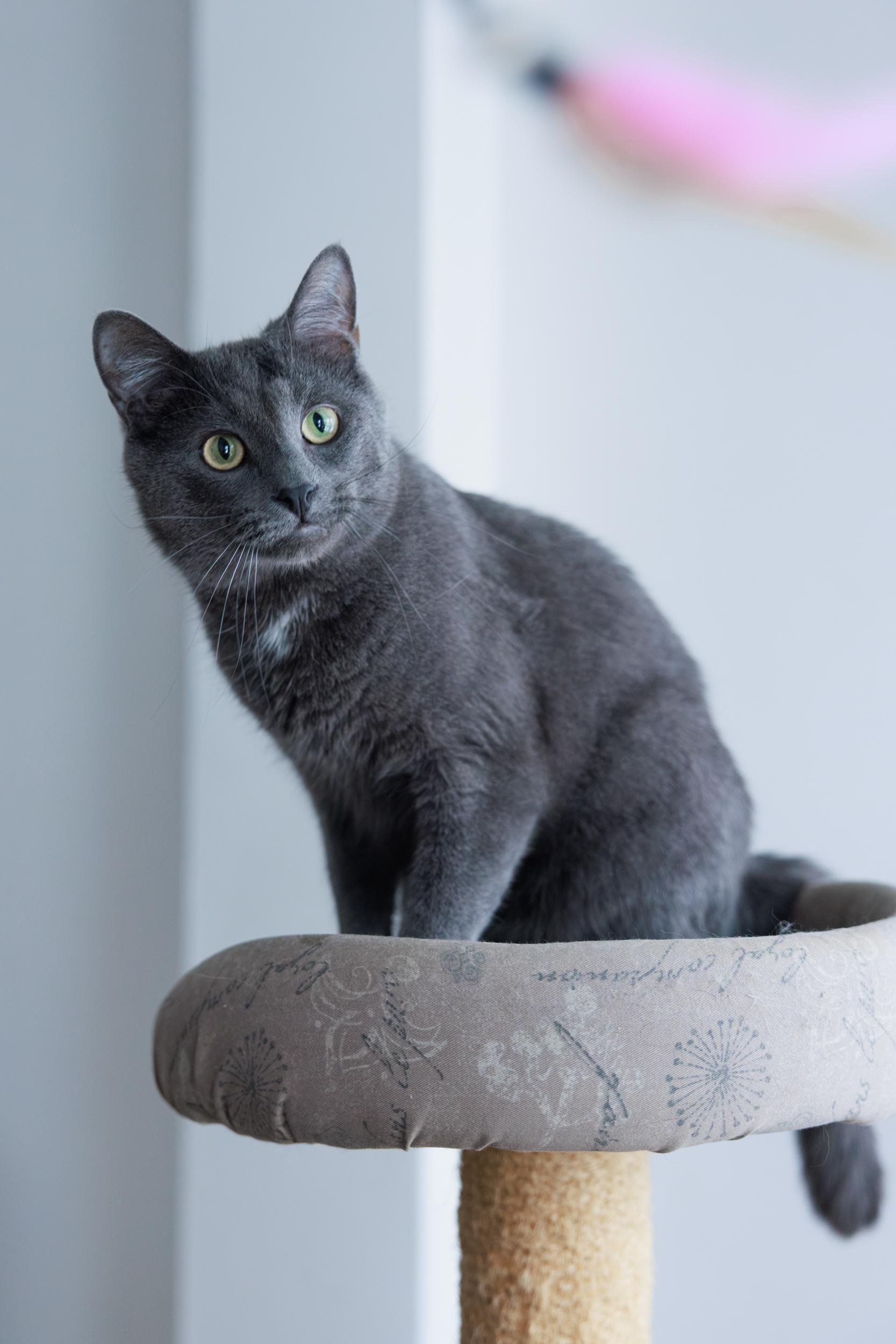 Enlarge George and Ginger , a ADOPTABLE Domestic Long Hair in Montreal, QC image 4/5
