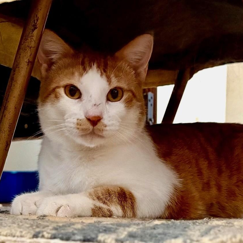 Jax, a ADOPTABLE Domestic Short Hair in Redmond, WA image 1/3