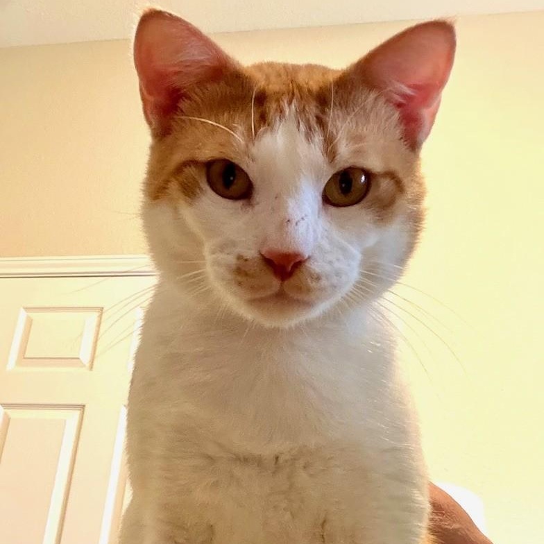 Jax, a ADOPTABLE Domestic Short Hair in Redmond, WA image 3/3
