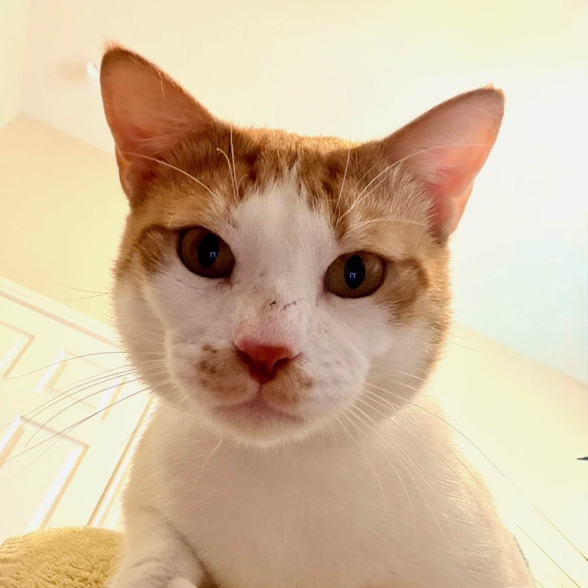 Jax, a ADOPTABLE Domestic Short Hair in Redmond, WA image 2/3