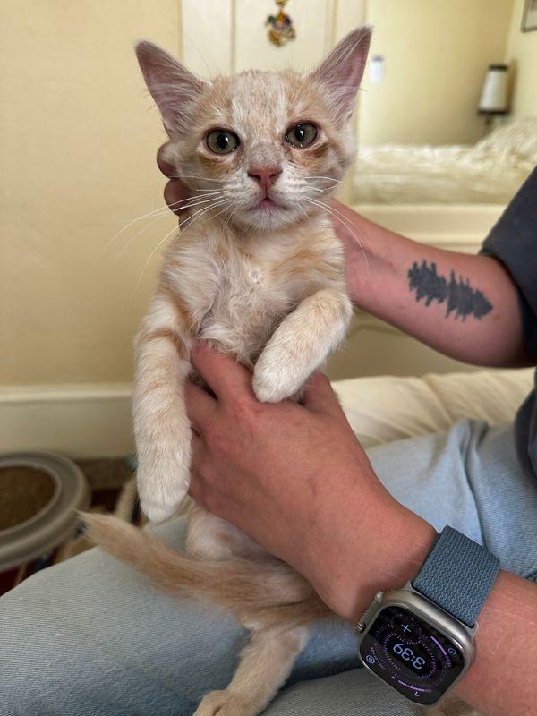 Arabella, Adoptable, Kitten Female Domestic Short Hair.