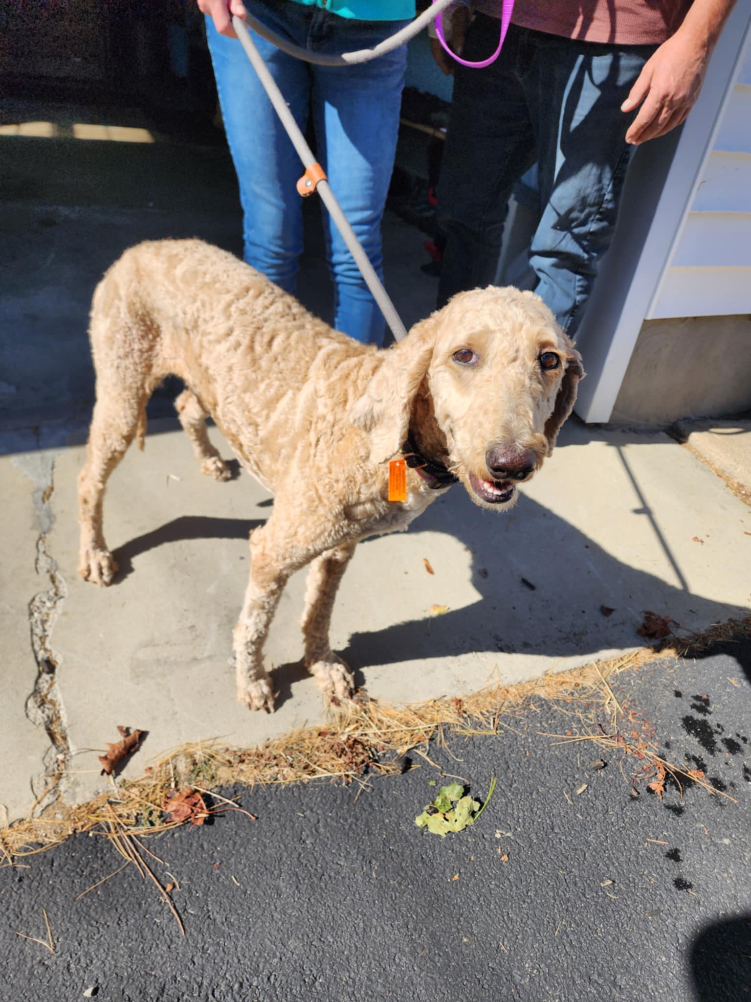 Dog for adoption Nala, a Standard Poodle in Pittsfield, MA Petfinder
