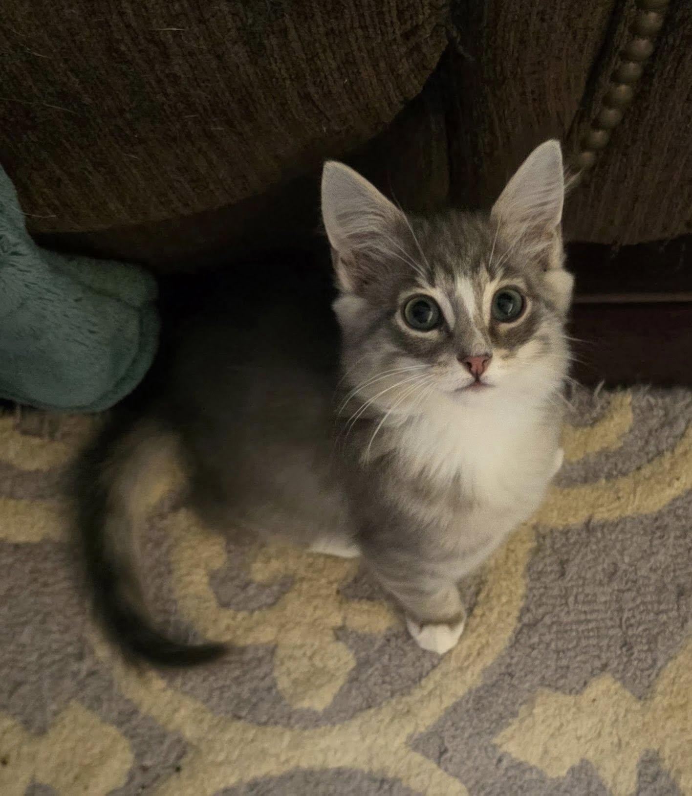 Enlarge Albion, a Adopted Domestic Medium Hair in Wilmington, NC image 1/1