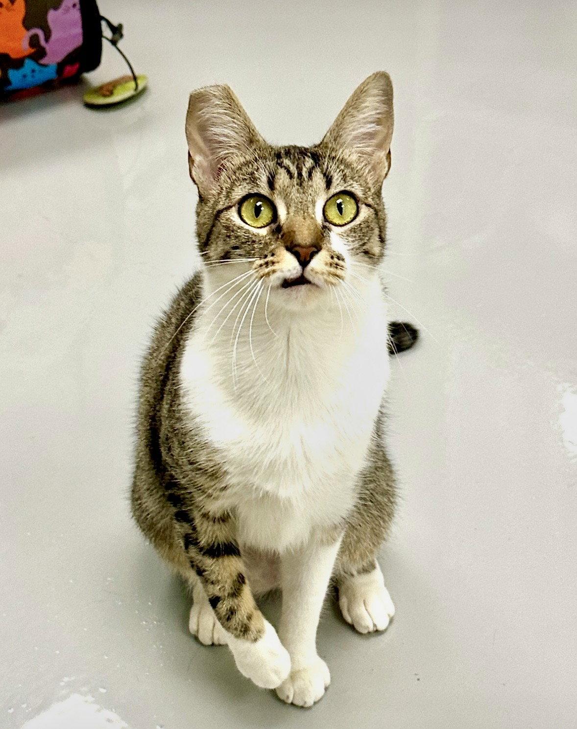 Gigi, Adoptable, Young Female Domestic Short Hair.