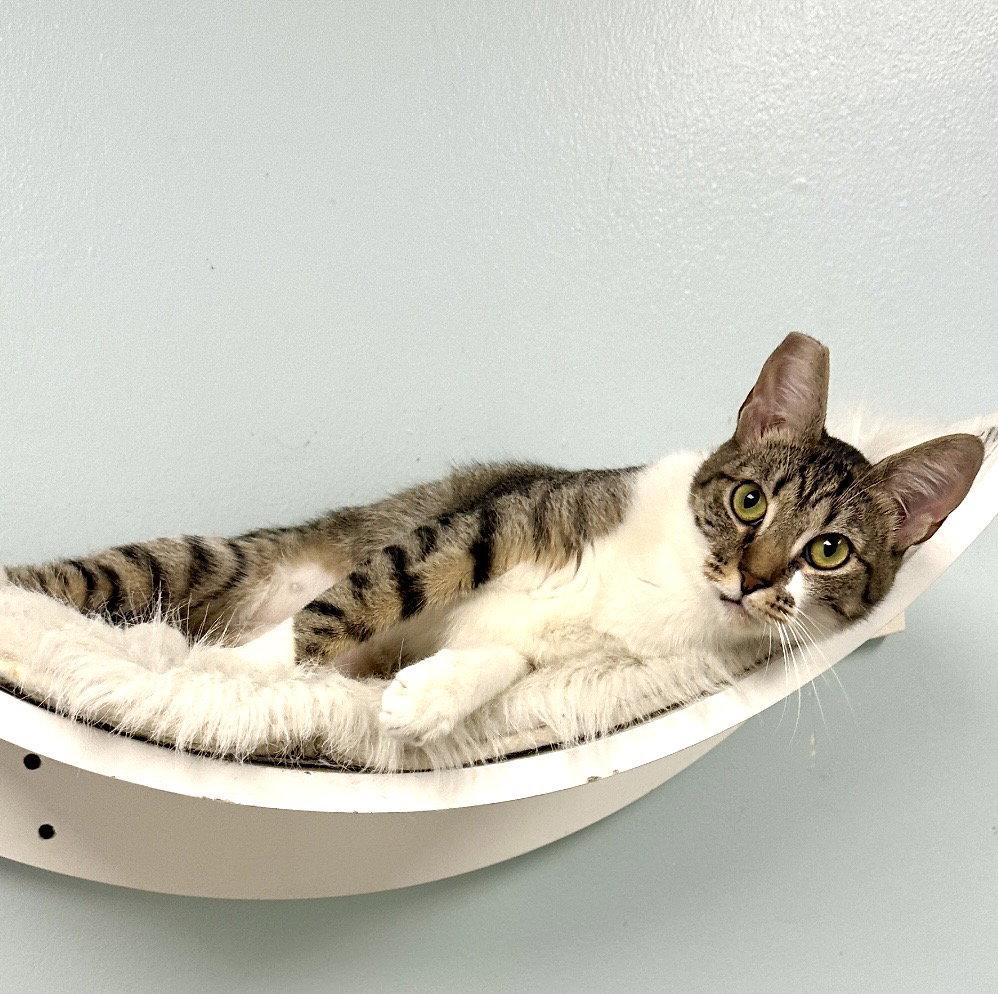 Gigi, a Adoptable Domestic Short Hair in West Hills, CA image 2/3