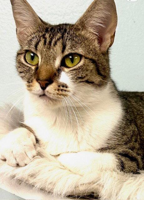 Gigi, a Adoptable Domestic Short Hair in West Hills, CA image 3/3