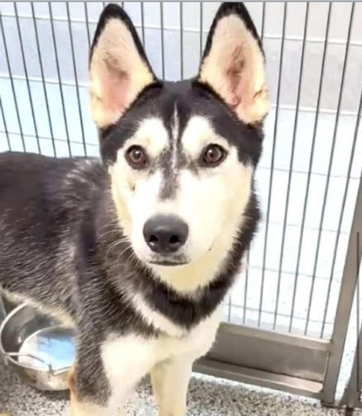 Enlarge Aspen Lane, a Adoptable mixed breed in Milwaukee, WI image 3/4
