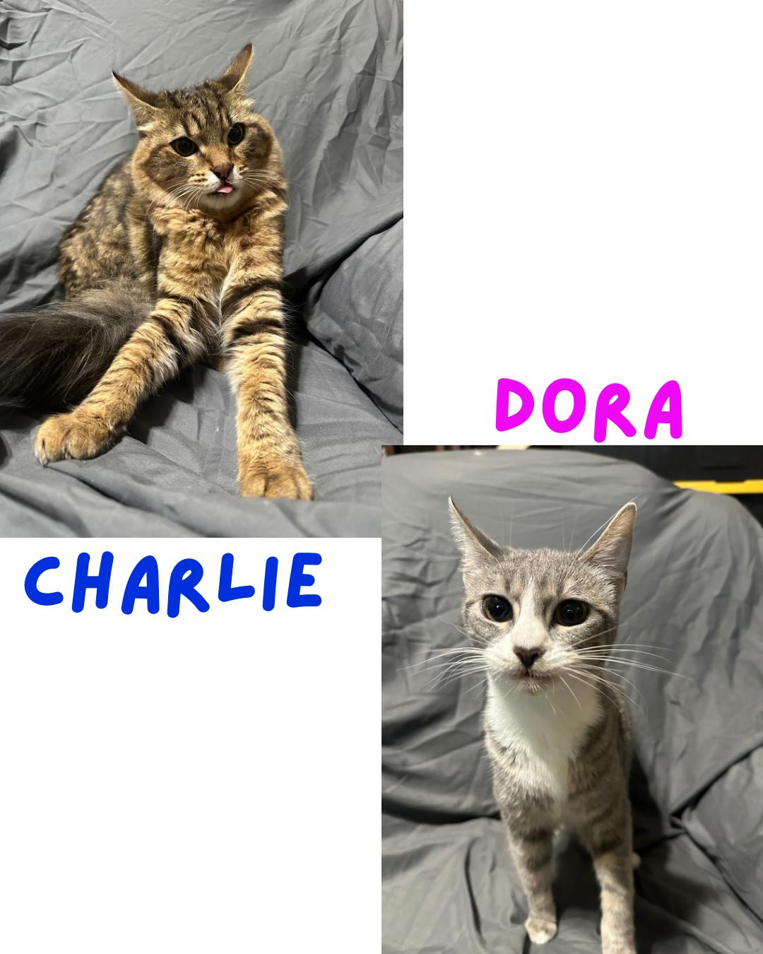 Dora and Charlie, ADOPTABLE, Young Female Domestic Short Hair.