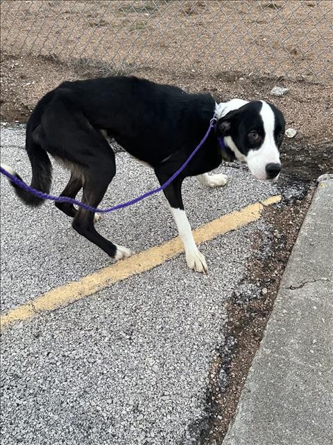 FINNIE, Adoptable, Young Male Pit Bull Terrier & Mixed Breed.