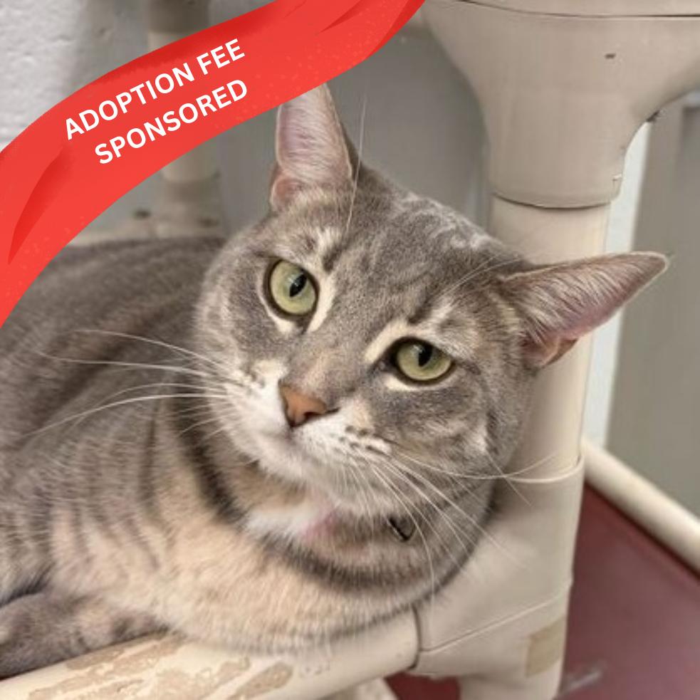 Enlarge Nimbus (Bonded W/ Cumulus), a Adoptable Domestic Short Hair in Marshall, VA image 1/2