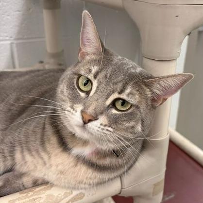 Enlarge Nimbus (Bonded W/ Cumulus), a Adoptable Domestic Short Hair in Marshall, VA image 2/2
