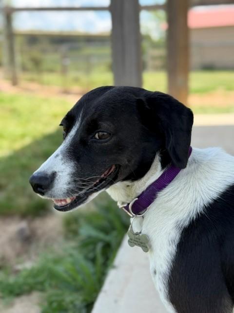 Luna, a ADOPTABLE mixed breed in Augusta, WV image 1/4