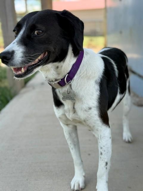 Luna, a ADOPTABLE mixed breed in Augusta, WV image 2/4