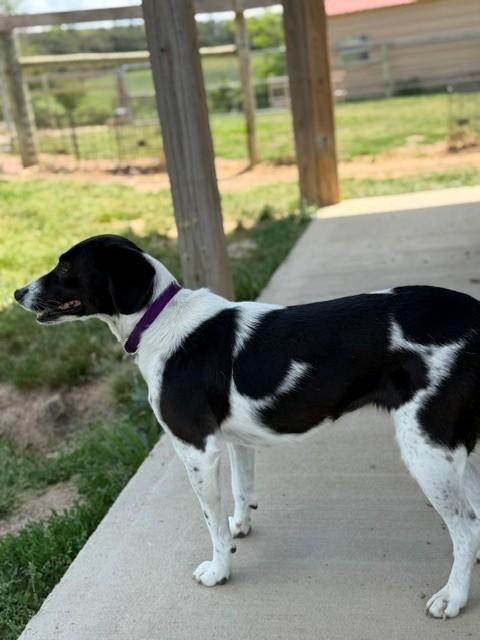 Luna, a ADOPTABLE mixed breed in Augusta, WV image 4/4