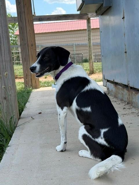Luna, a ADOPTABLE mixed breed in Augusta, WV image 3/4