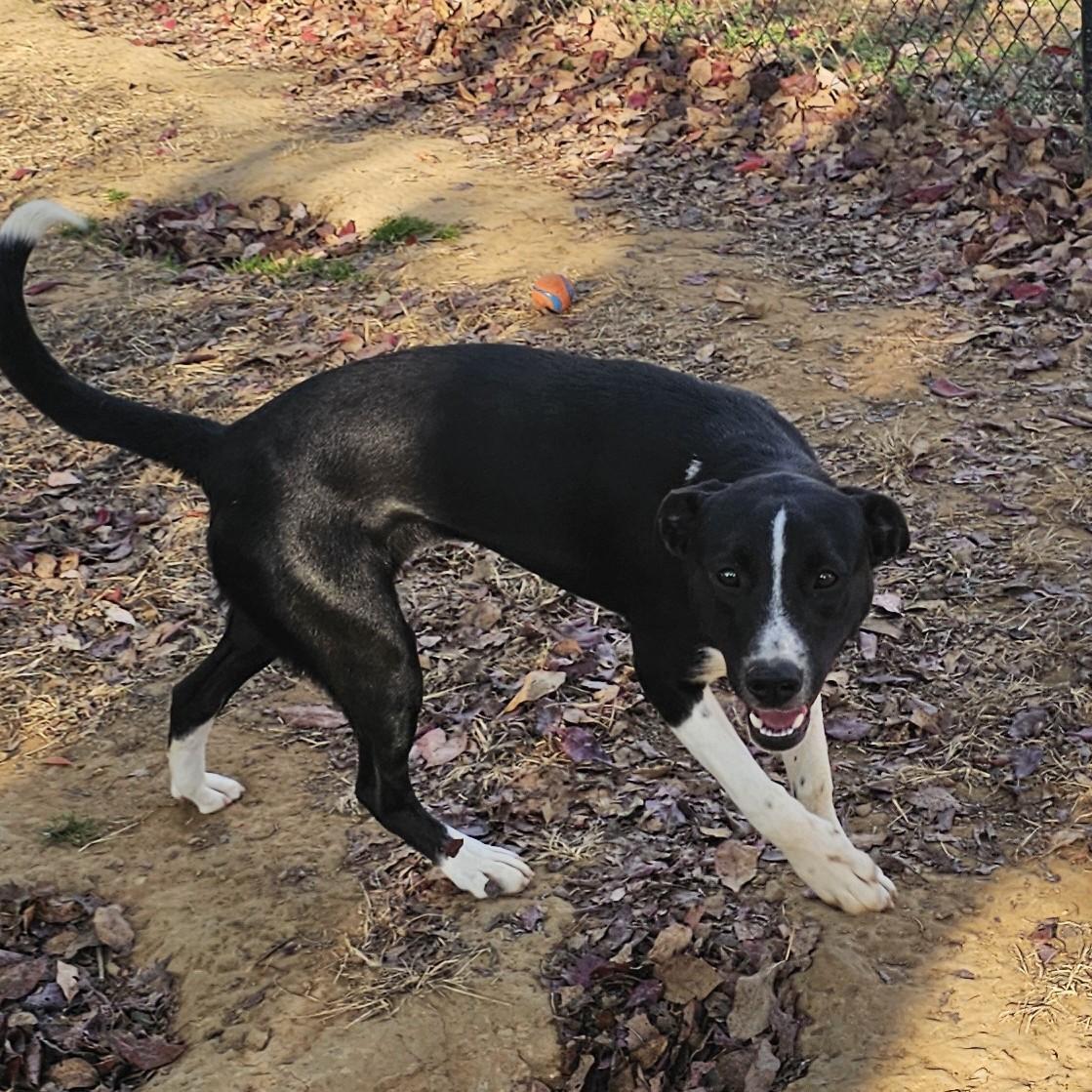 Enlarge Betty, a Adoptable Mixed Breed in Searcy, AR image 6/6