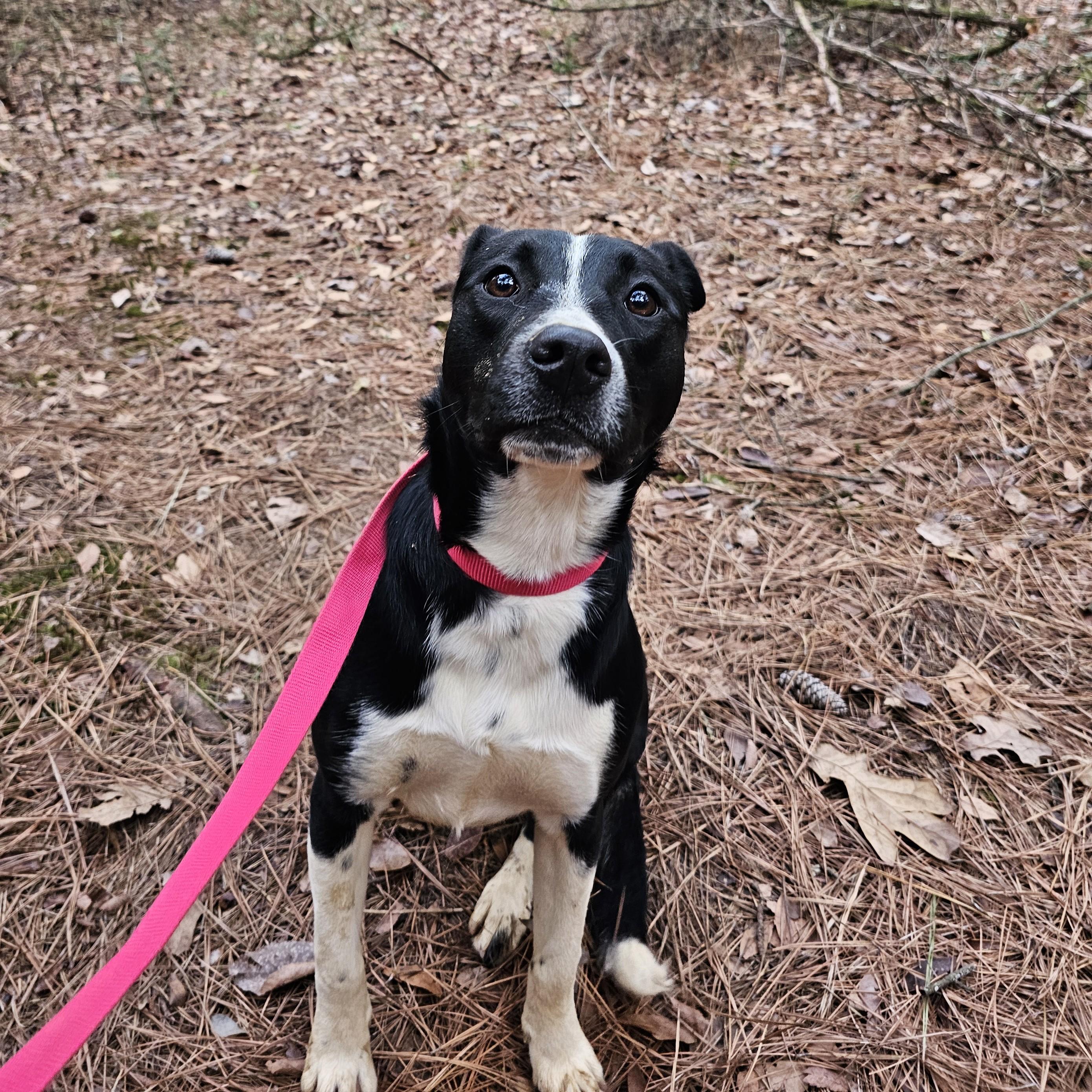 Enlarge Betty, a Adoptable Mixed Breed in Searcy, AR image 3/6