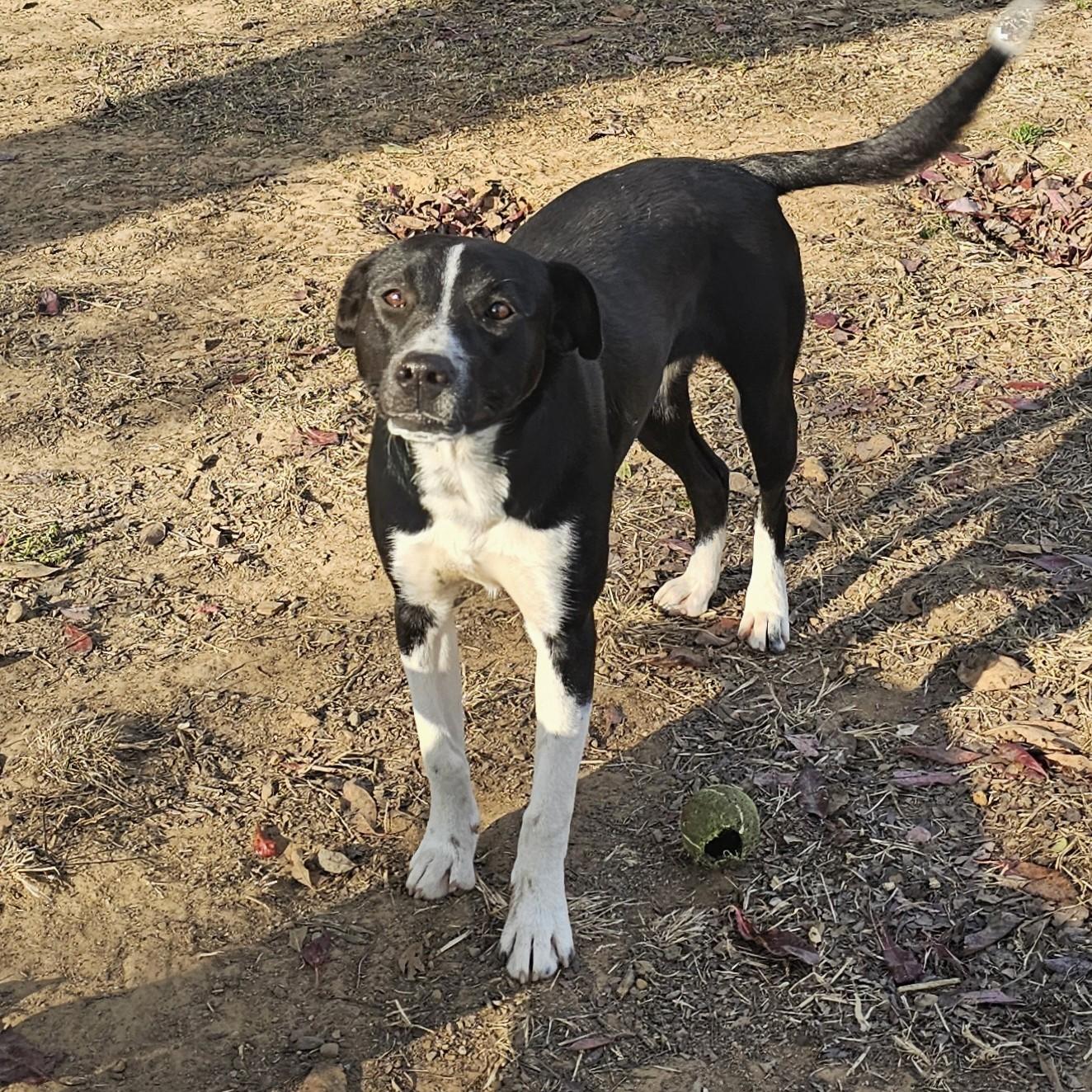 Enlarge Betty, a Adoptable Mixed Breed in Searcy, AR image 4/6