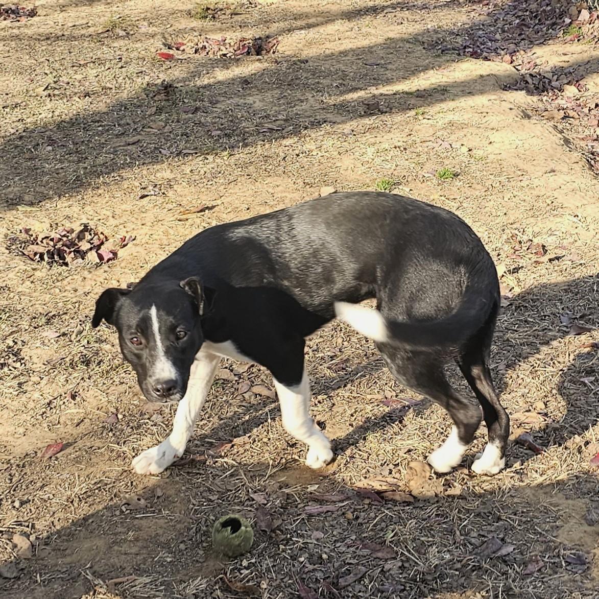 Enlarge Betty, a Adoptable Mixed Breed in Searcy, AR image 5/6