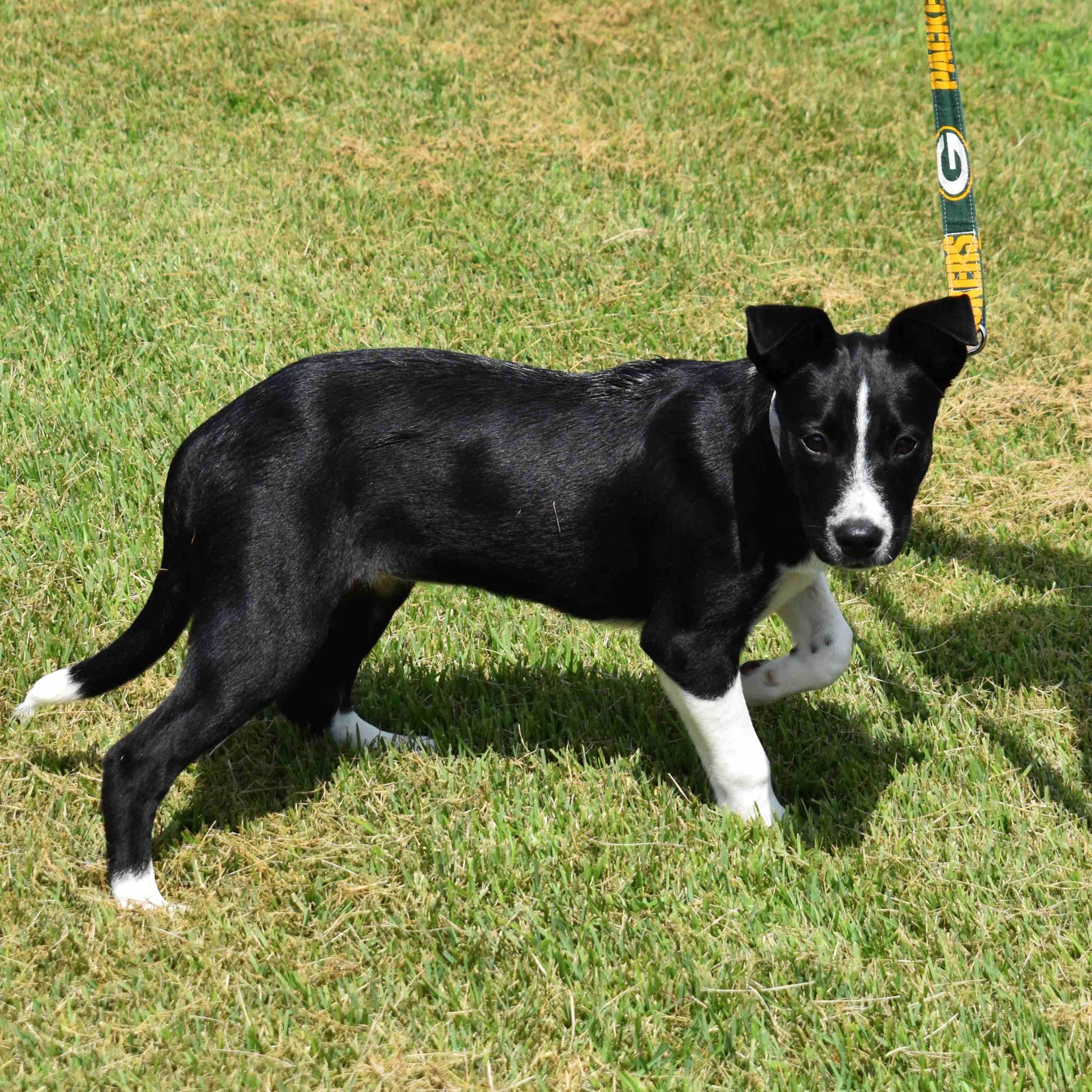 Betty, Adoptable, Young Female Mixed Breed.