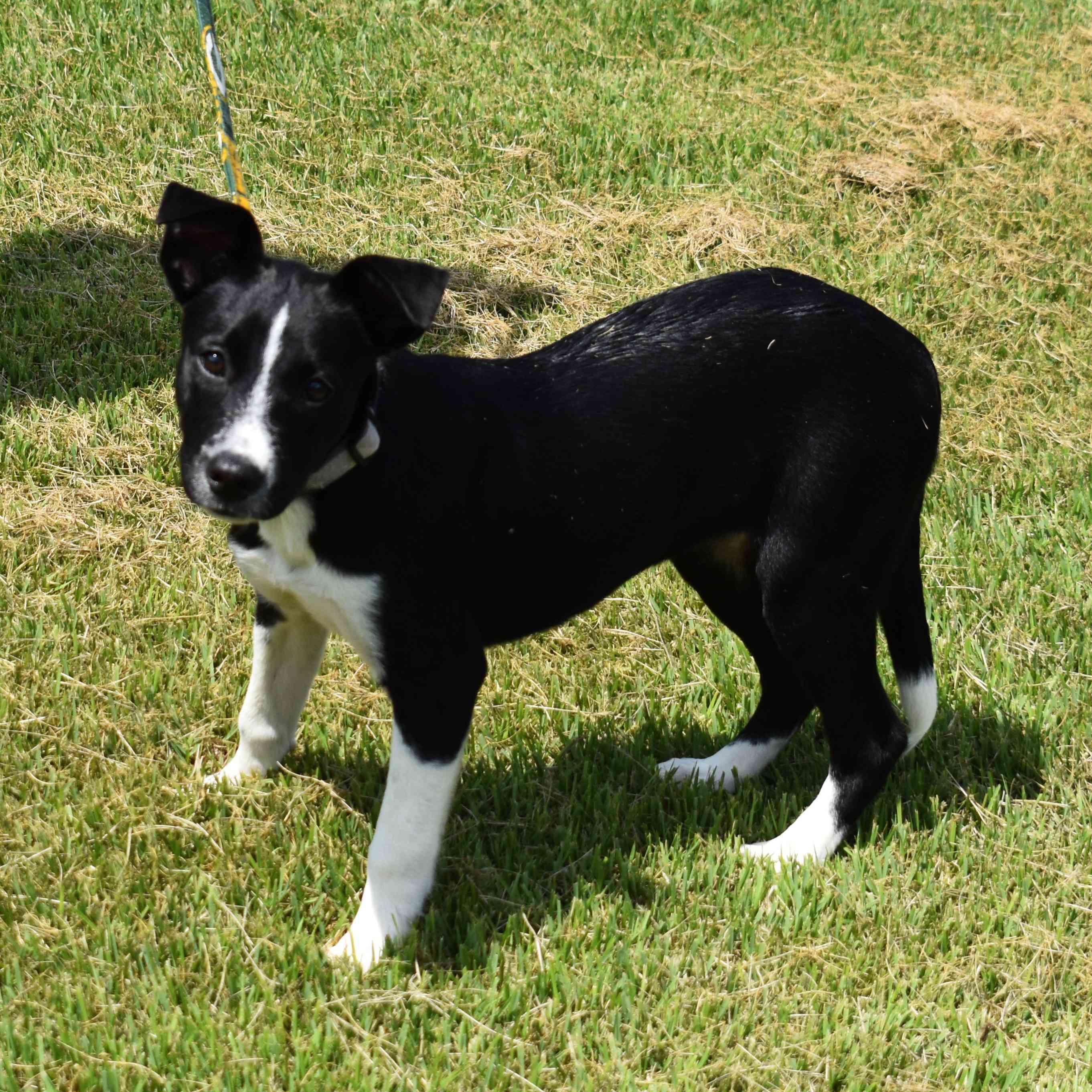 Betty, a Adoptable Mixed Breed in Searcy, AR image 6/6