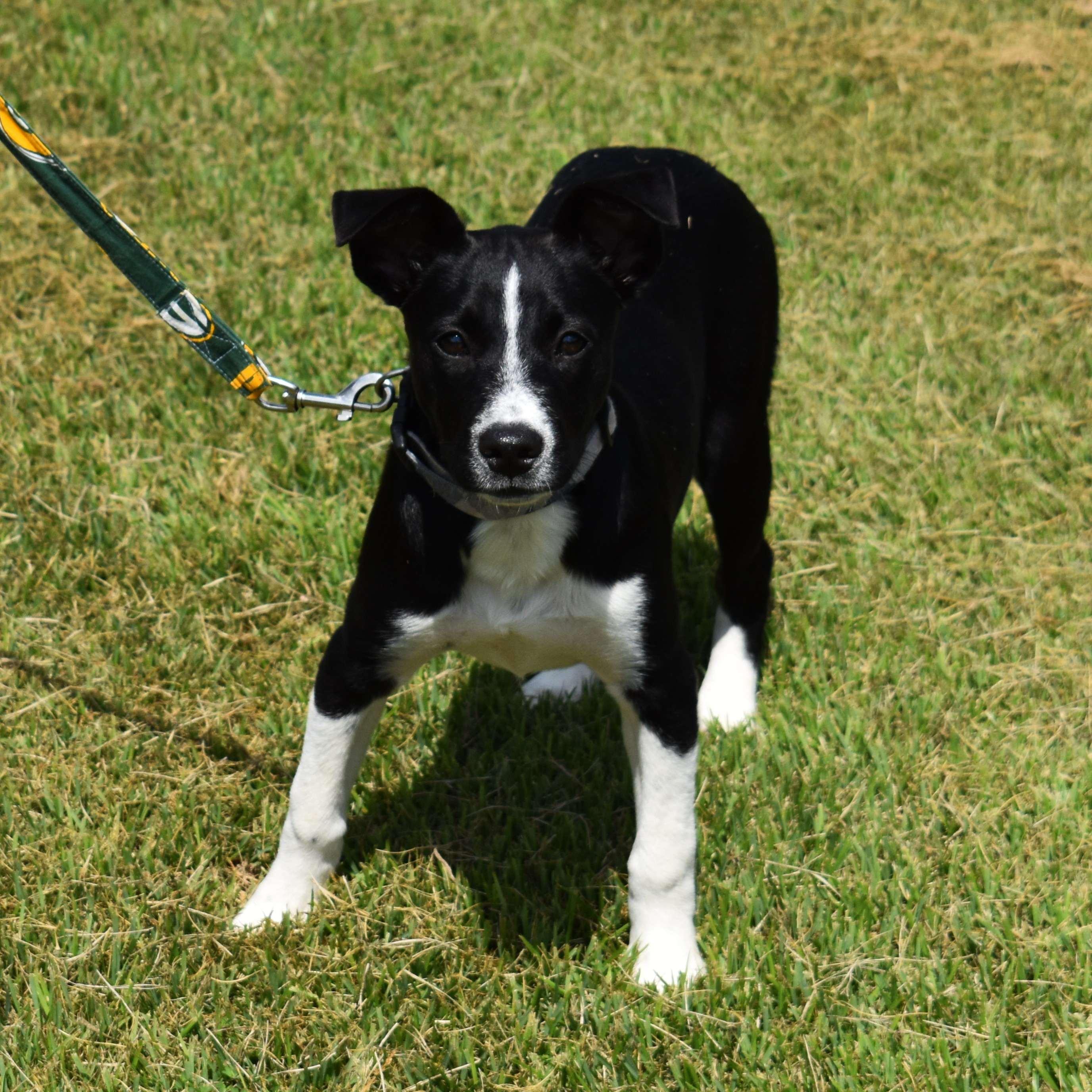 Betty, a Adoptable Mixed Breed in Searcy, AR image 5/6