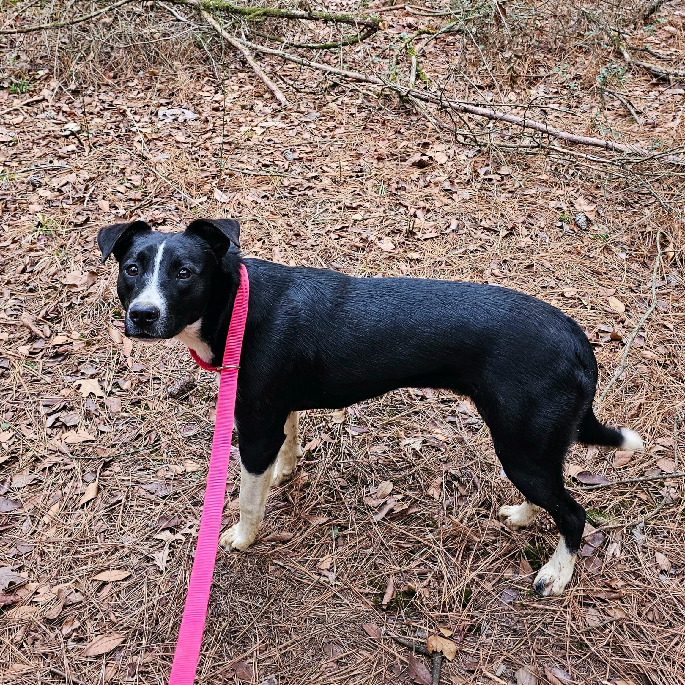 Enlarge Betty, a Adoptable Mixed Breed in Searcy, AR image 2/6