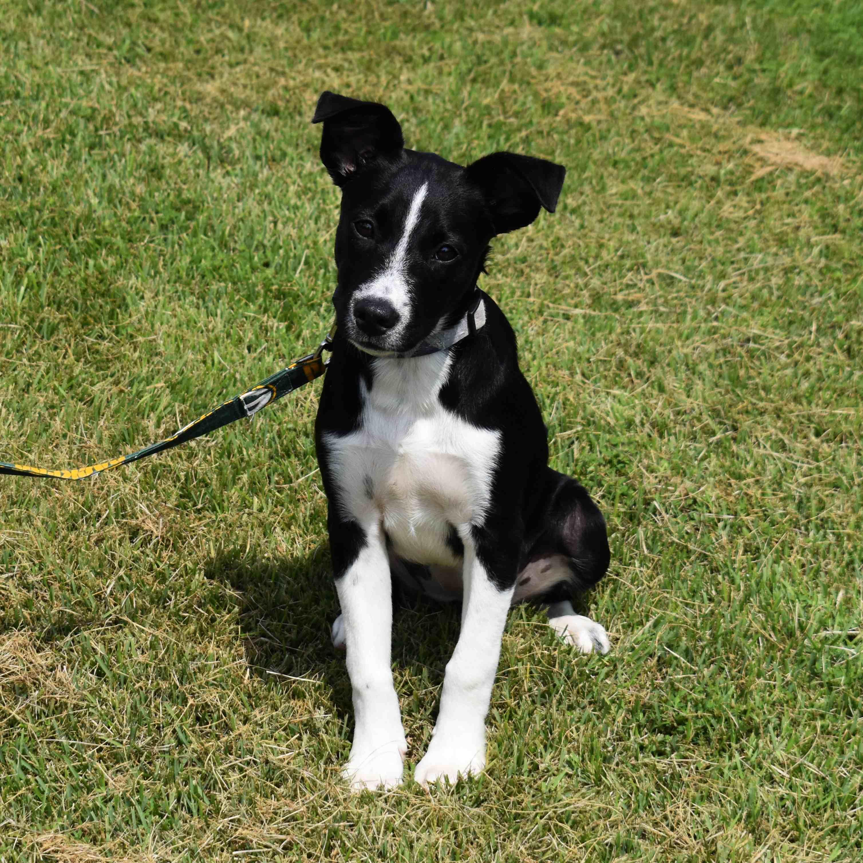 Betty, a Adoptable Mixed Breed in Searcy, AR image 3/6