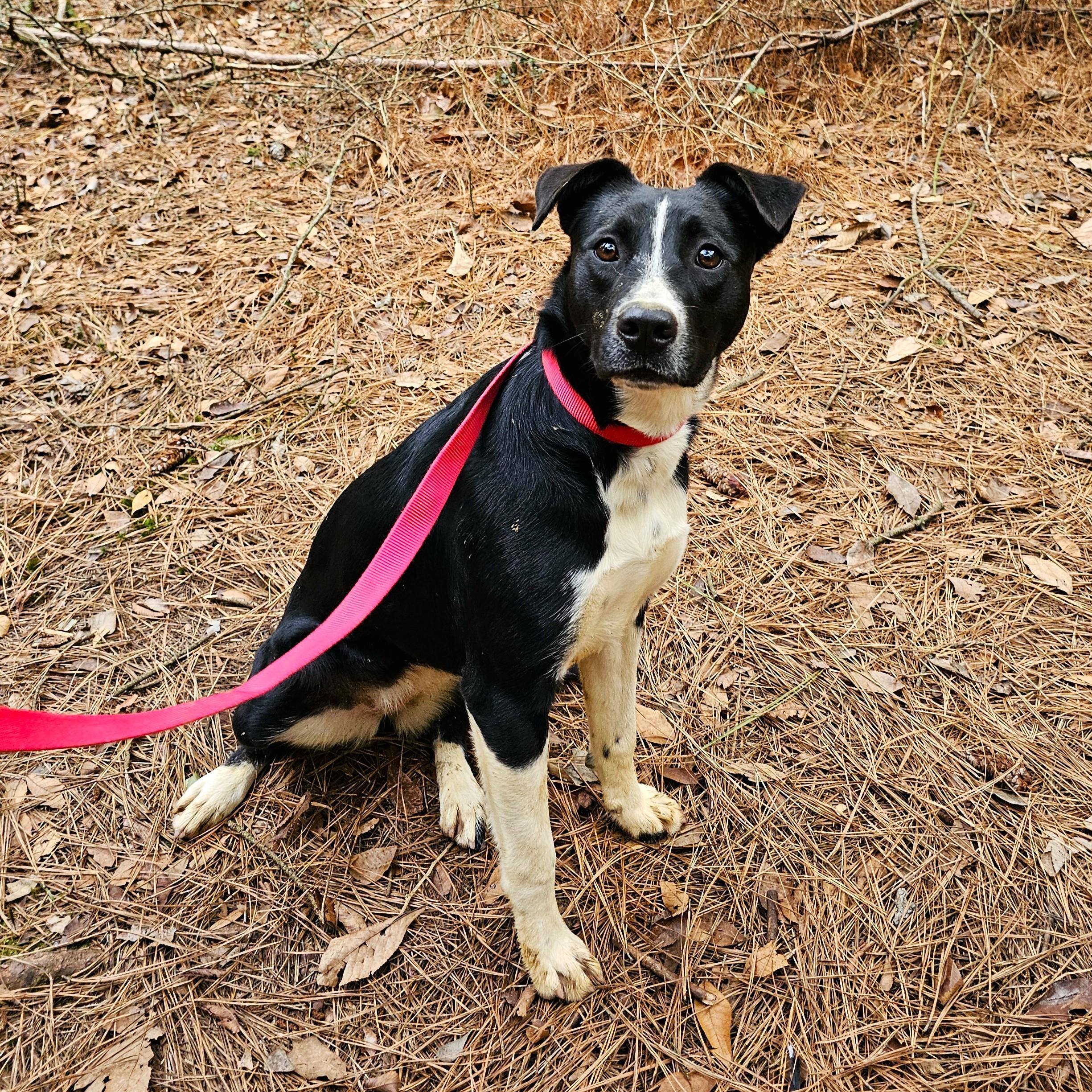 Betty, Adoptable, Young Female Mixed Breed.