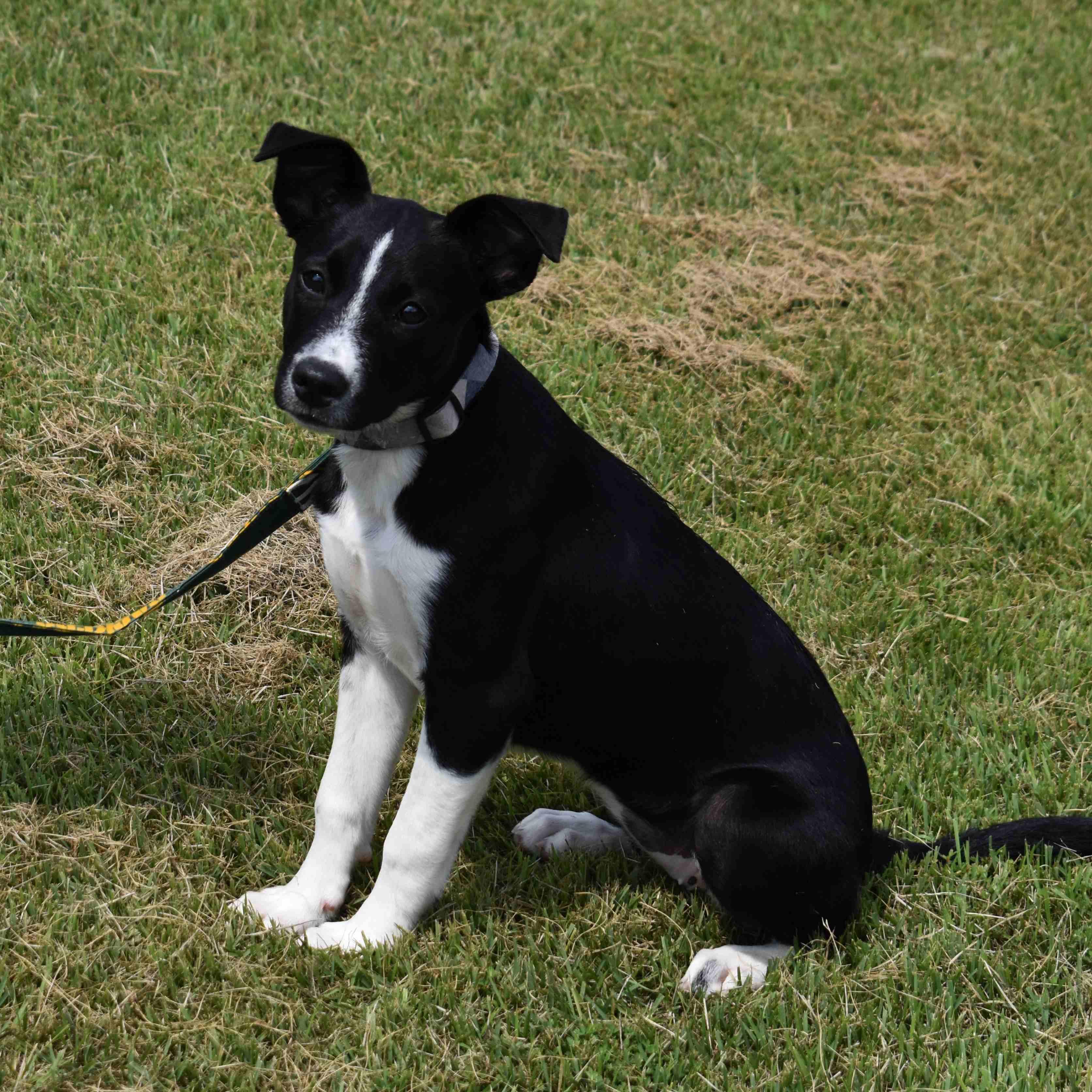 Betty, a Adoptable Mixed Breed in Searcy, AR image 4/6
