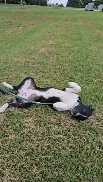 Enlarge Betty, a Adoptable Mixed Breed in Searcy, AR video 2/6