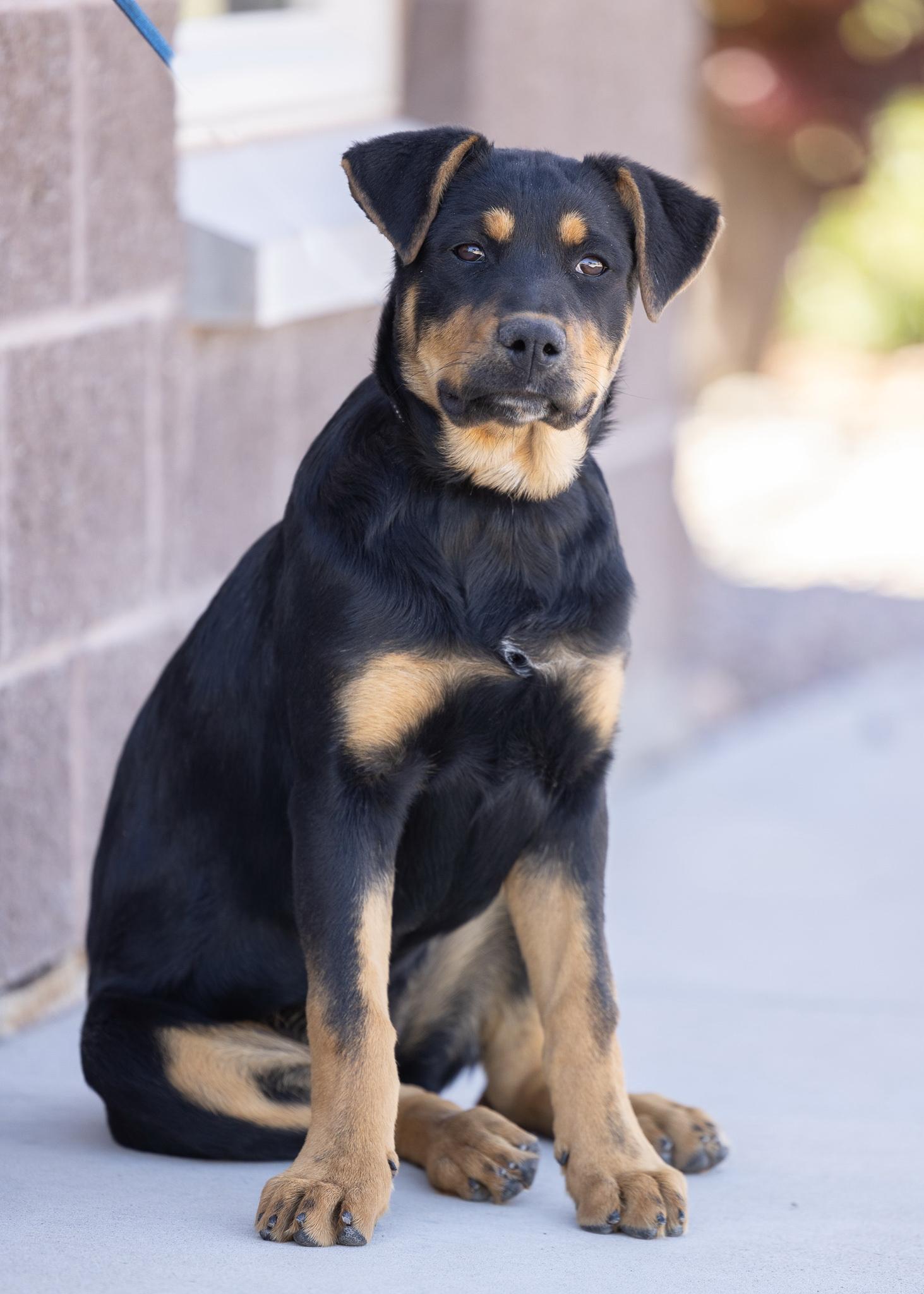 MEADOW, adopted, Young Female Rottweiler.