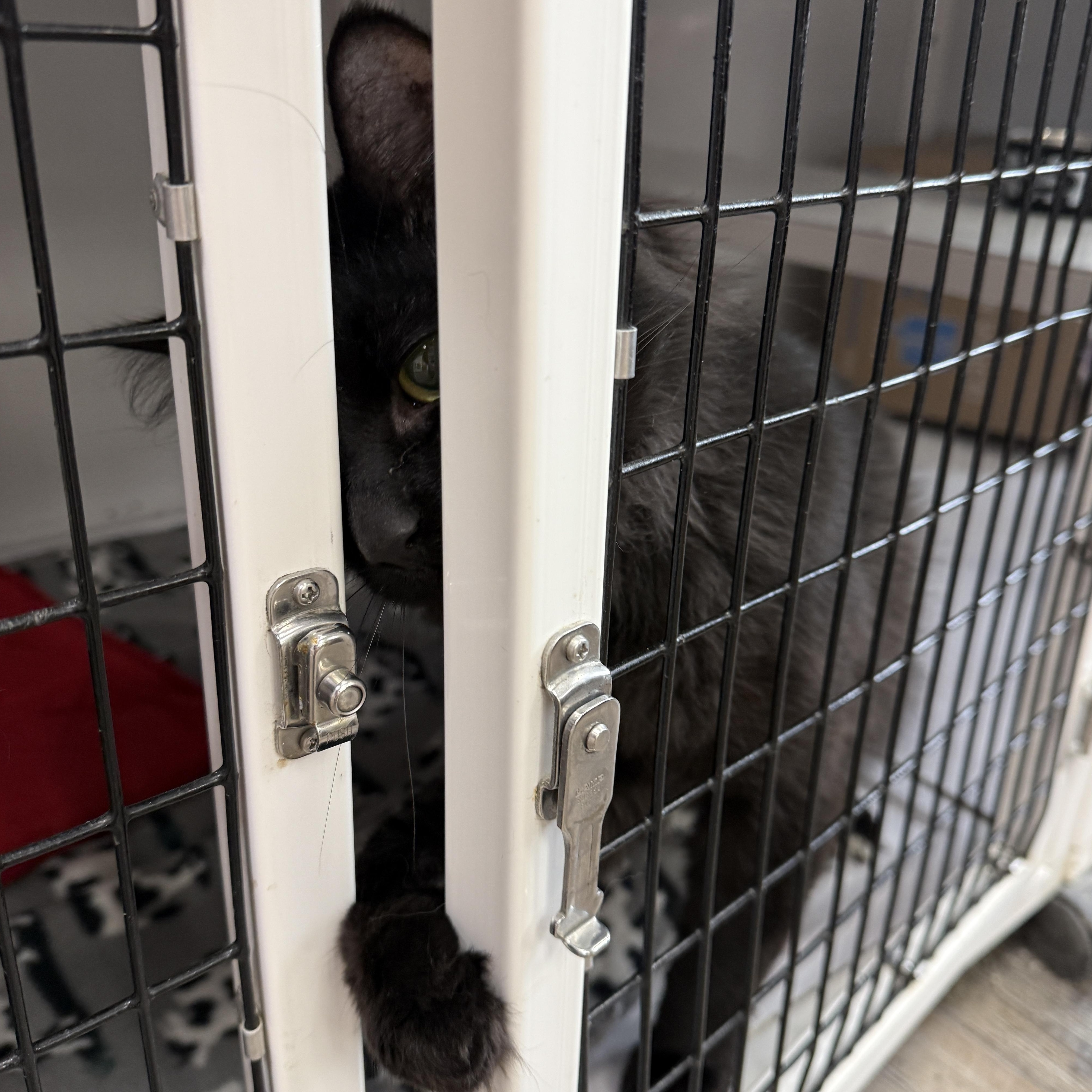 Enlarge Snapdragon, a Adopted Domestic Medium Hair in Oconto, WI image 2/2