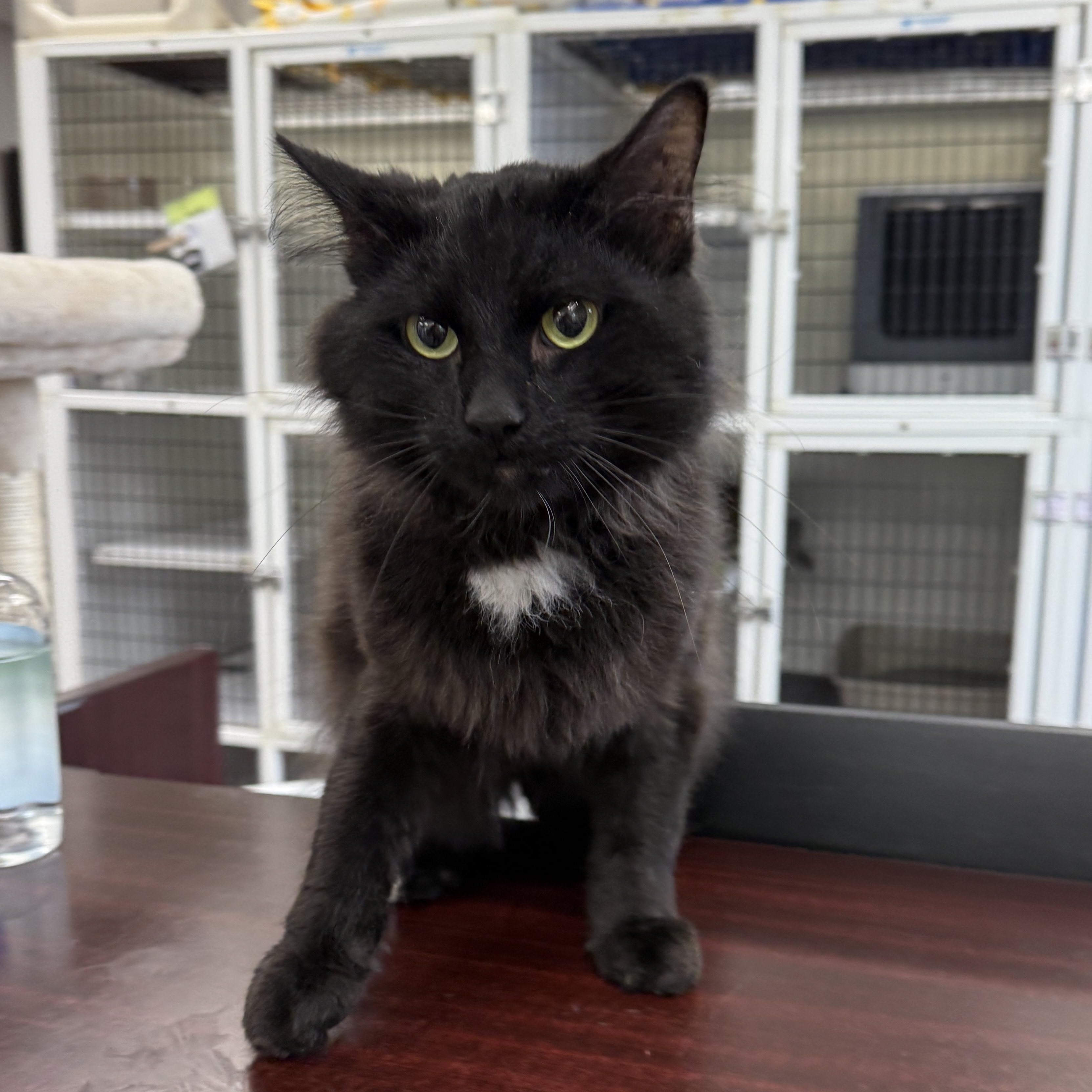 Enlarge Snapdragon, a Adopted Domestic Medium Hair in Oconto, WI image 1/2
